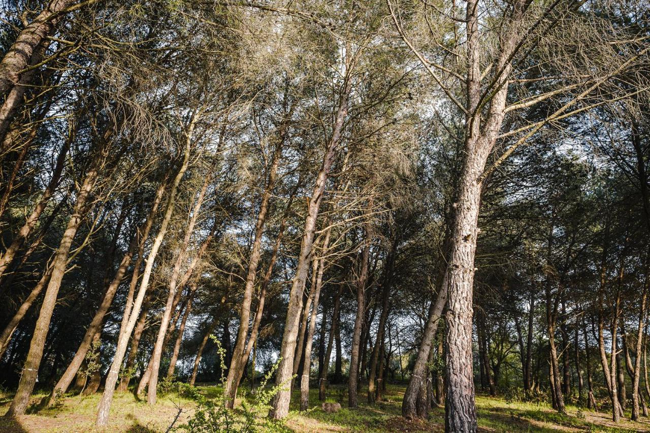19 Secolo - Trulli Con Foresta, Bici E Barbecue Cisternino Exteriér fotografie