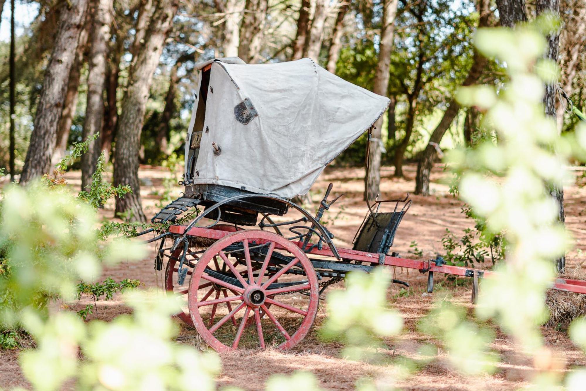 19 Secolo - Trulli Con Foresta, Bici E Barbecue Cisternino Exteriér fotografie